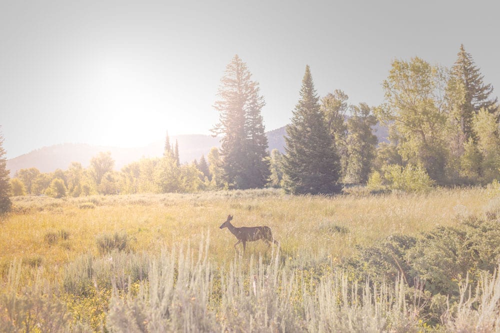 Our family of five just got back from Jackson Hole. We all voted and here are our 5 top things to do in Grand Teton. Among them are the Snake River Rafting, Phelps Lake (one of the best hikes in Grand Teton), seeing Jenny Lake Grand Teton & more!