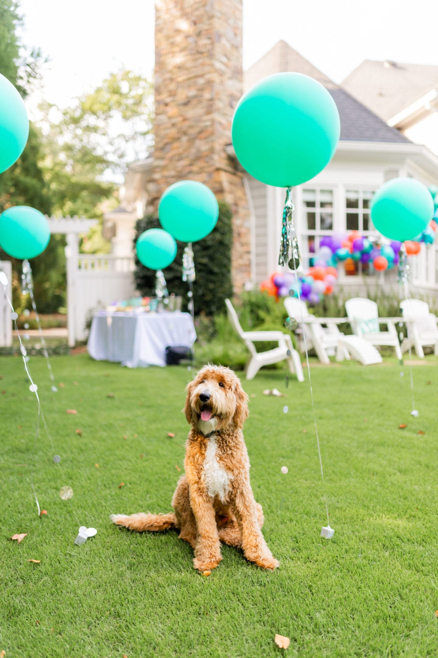 We threw a COVID surprise party for our daughter. To make it special we had awesome party balloon decorations! Sharing some fun balloon decoration ideas! I've linked everything used here for the balloon garland kit and a DIY balloon garland fun-filled party!