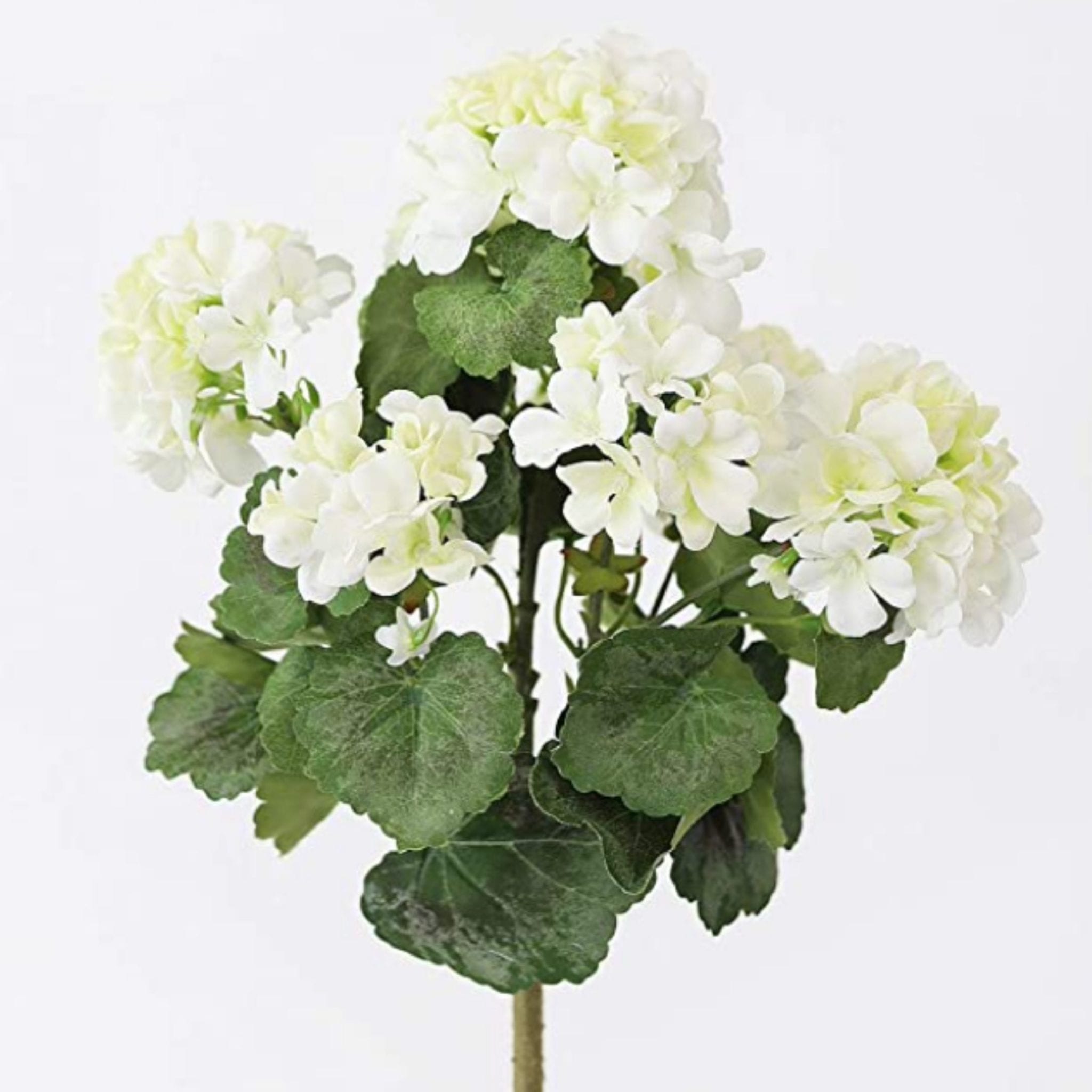 UV Protected Indoor/Outdoor Geranium Bush