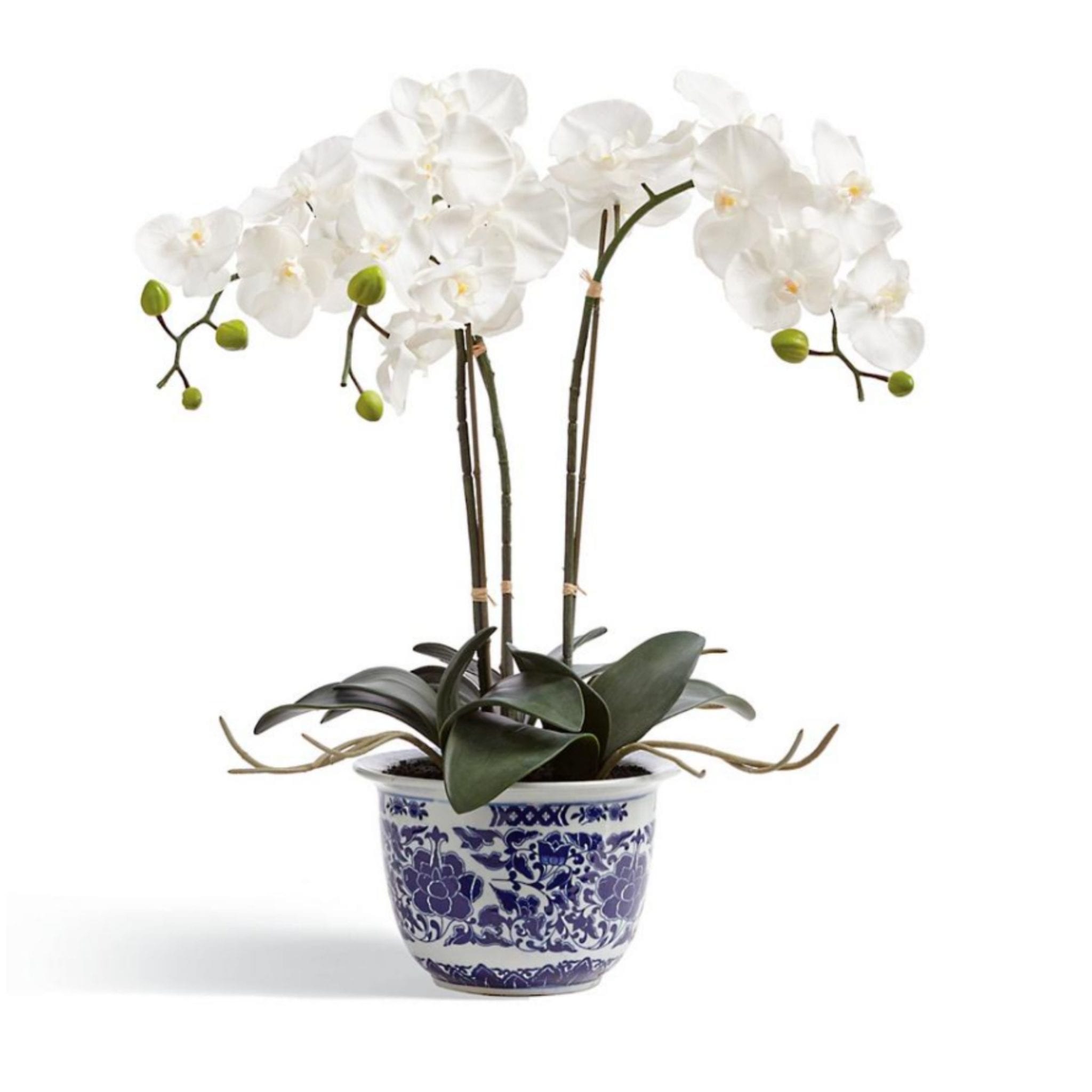ZoomMove Back Through CarouselMove Forward Through CarouselROLLOVER IMAGE TO ZOOM Orchid Potted Plant in Ming Vessel