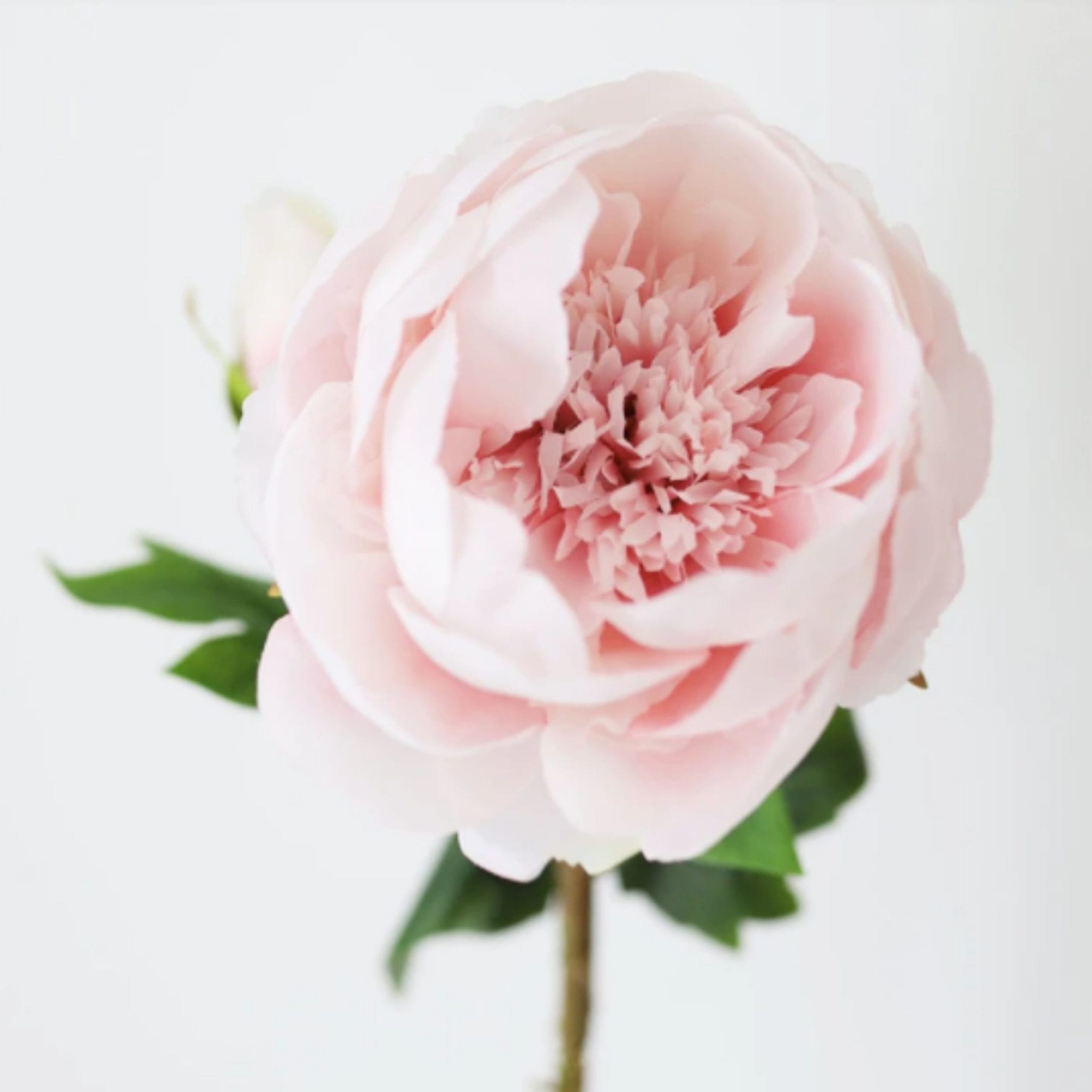 Silk Peony