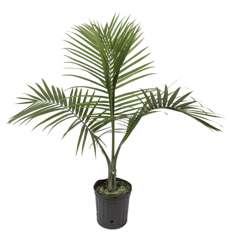 Faux indoor tree from Wal-Mart