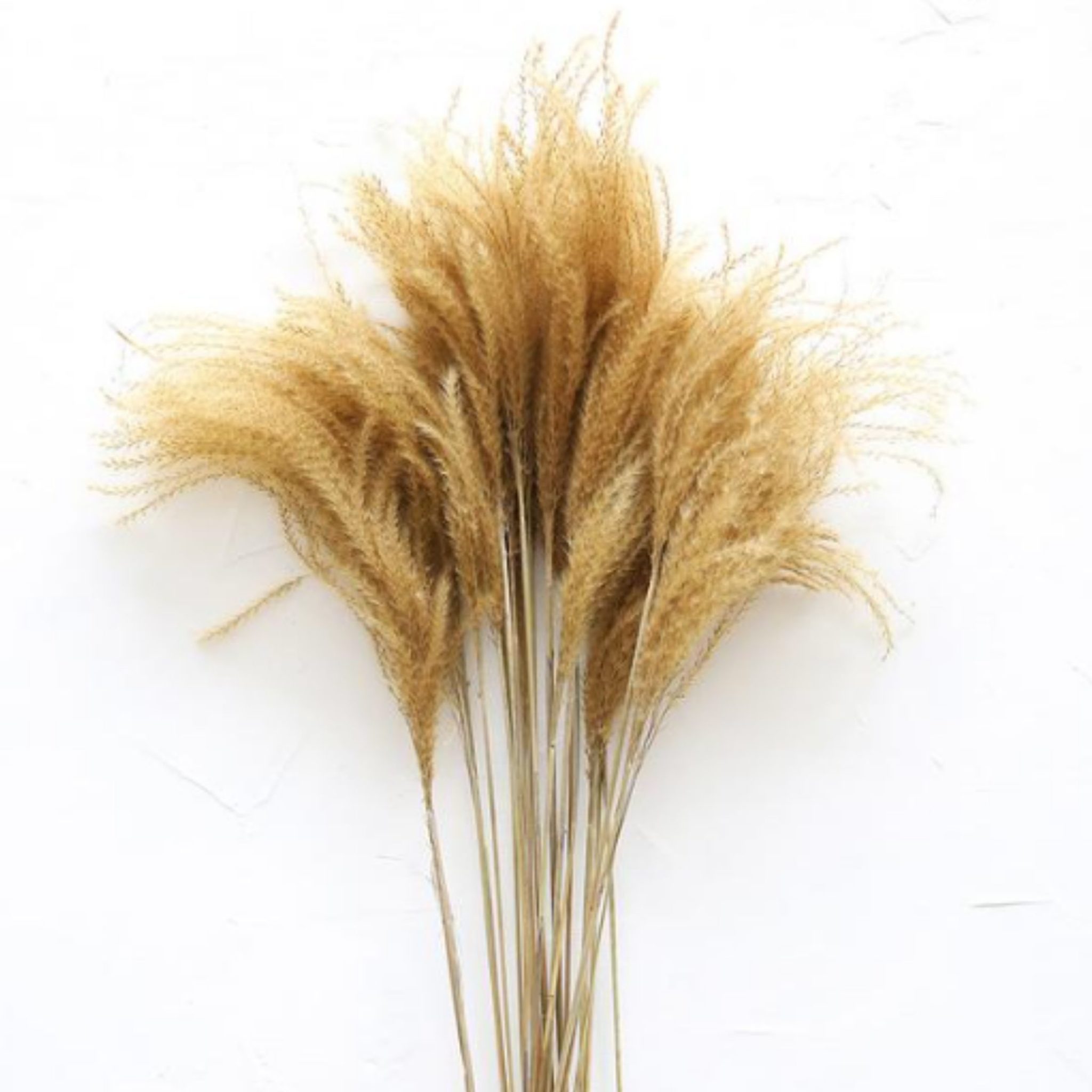 Preserved Natural Golden Grass