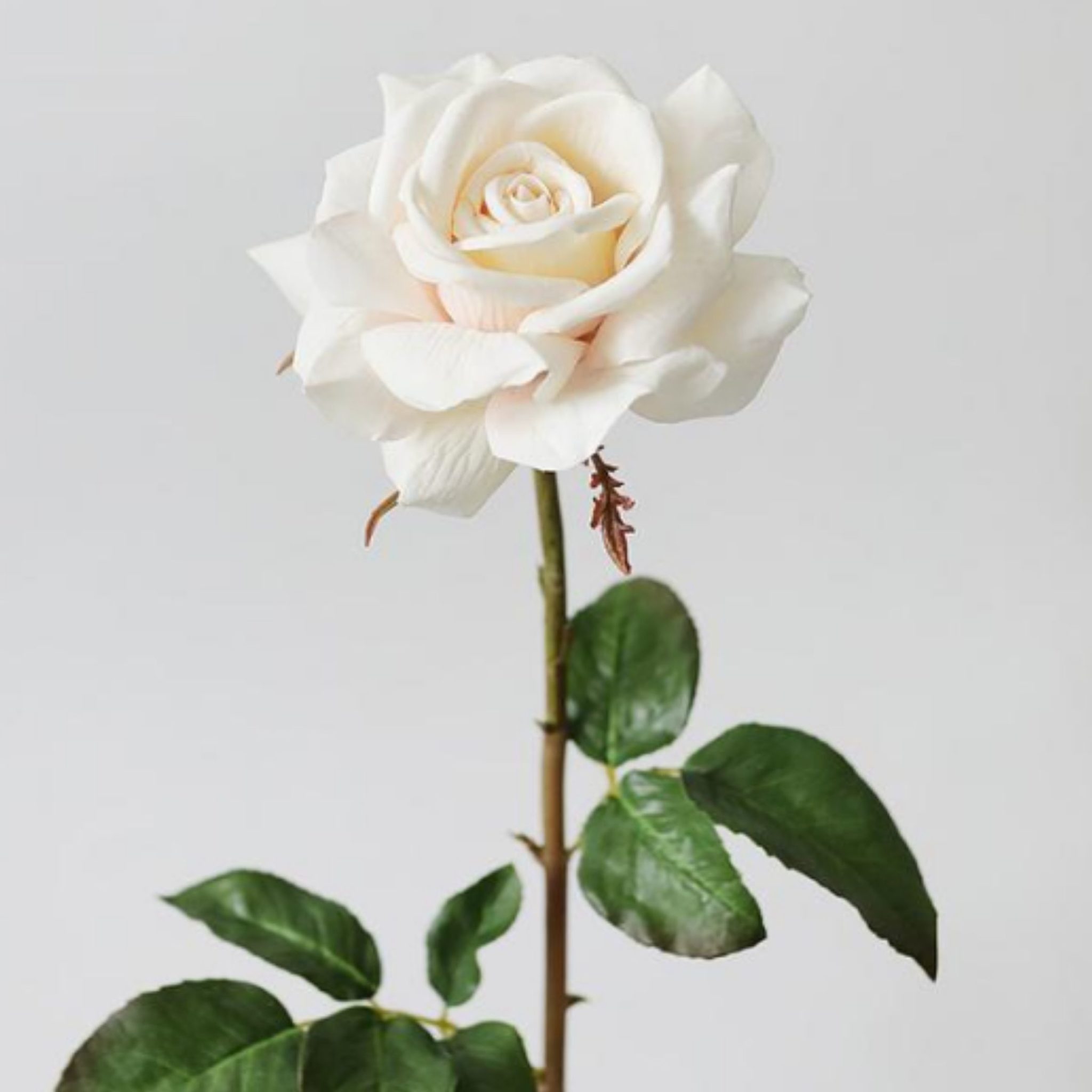 Ivory Rose