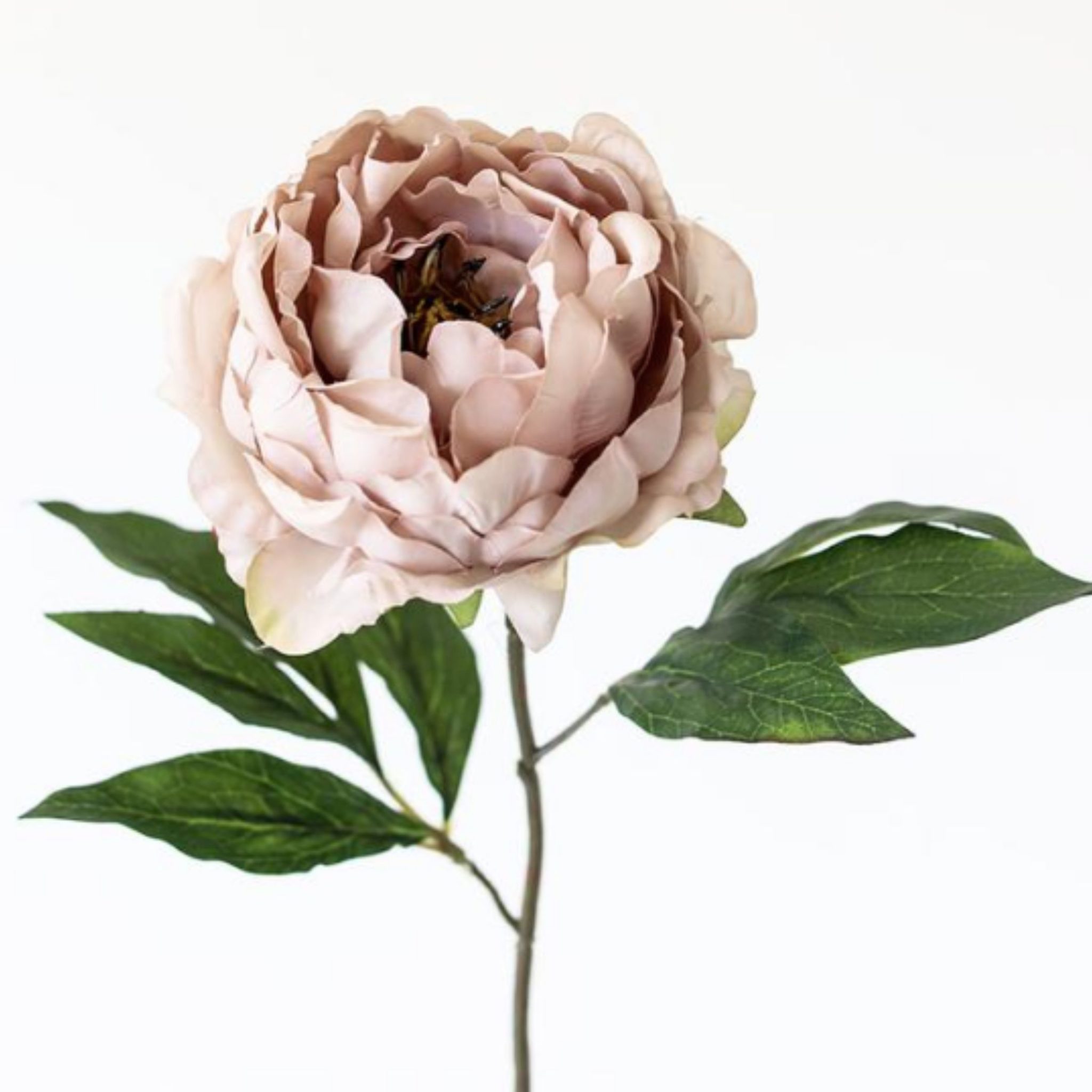 Mauve Peony