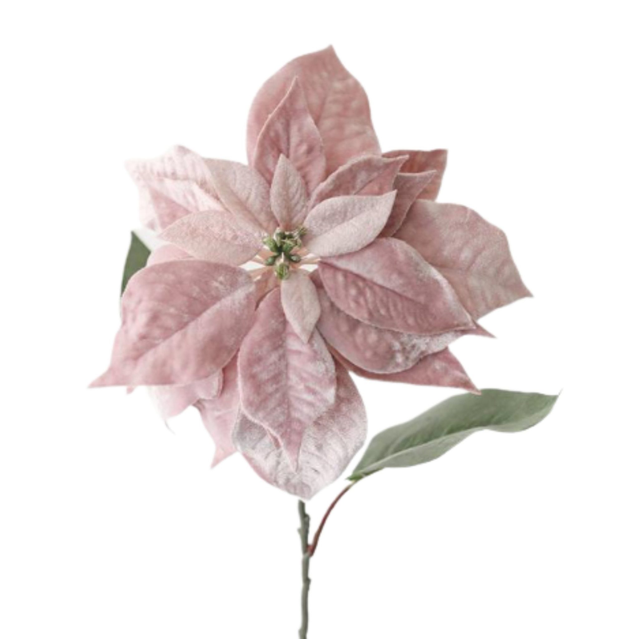 Pink Poinsettia