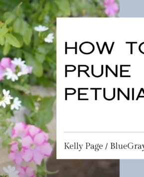 How to Care for Petunias