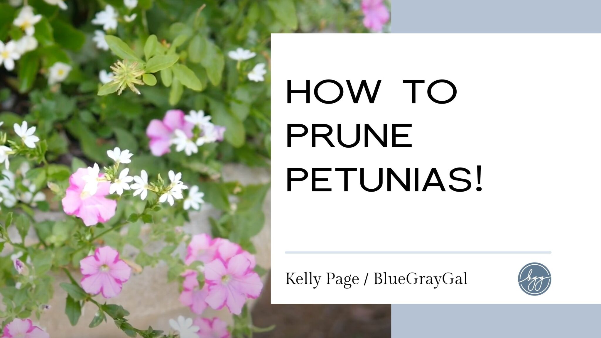 How to prune petunias in the summer.