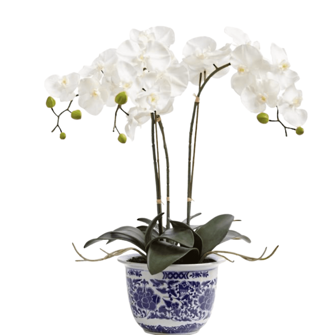 Orchid potted plant centerpiece for kitchen decor.